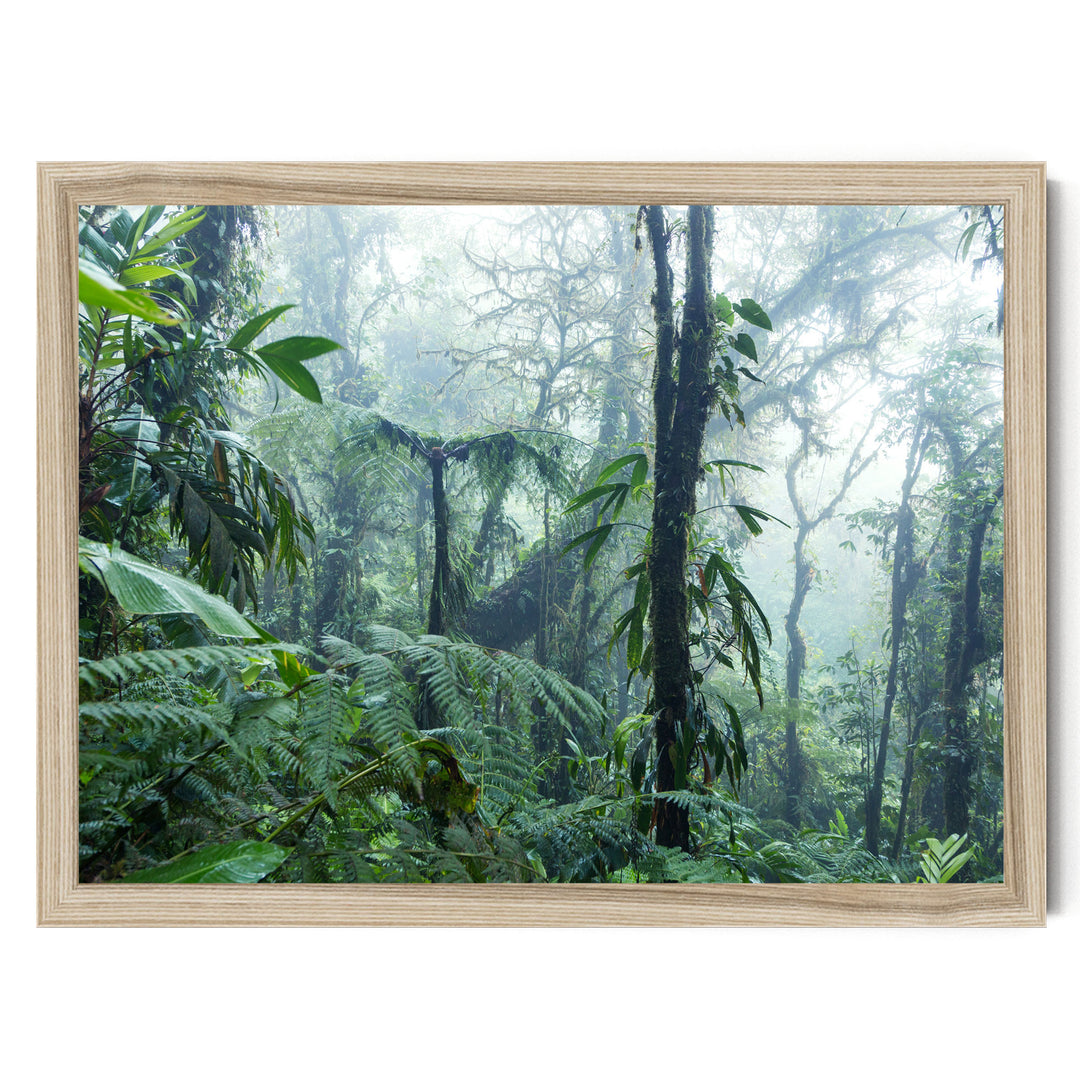 a dense, lush forest with towering trees and a thick canopy of green foliage.