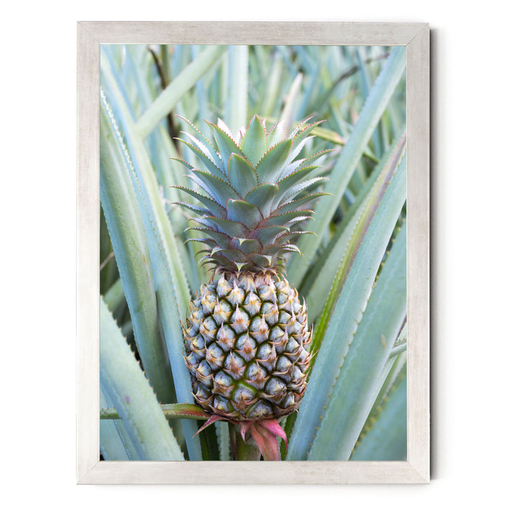 A pineapple plant with a large, vibrant green pineapple growing among the leaves.