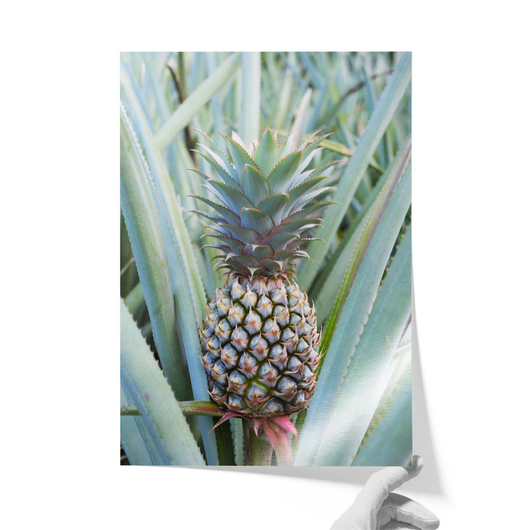 A pineapple plant with a large, ripe pineapple growing among the green leaves.