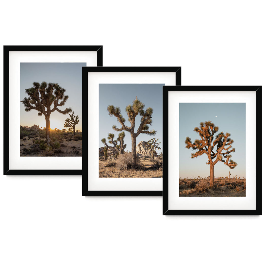 three framed photographs of a joshua tree in the desert