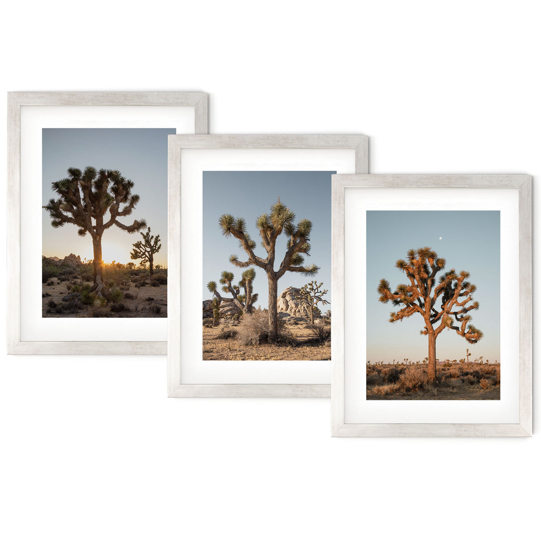 three framed photographs of joshua trees in the desert