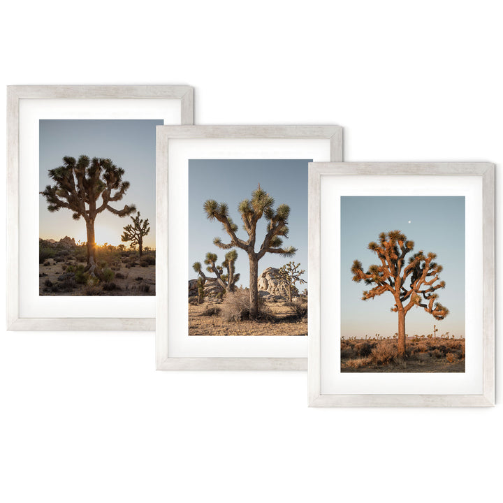 three framed photographs of joshua trees in the desert