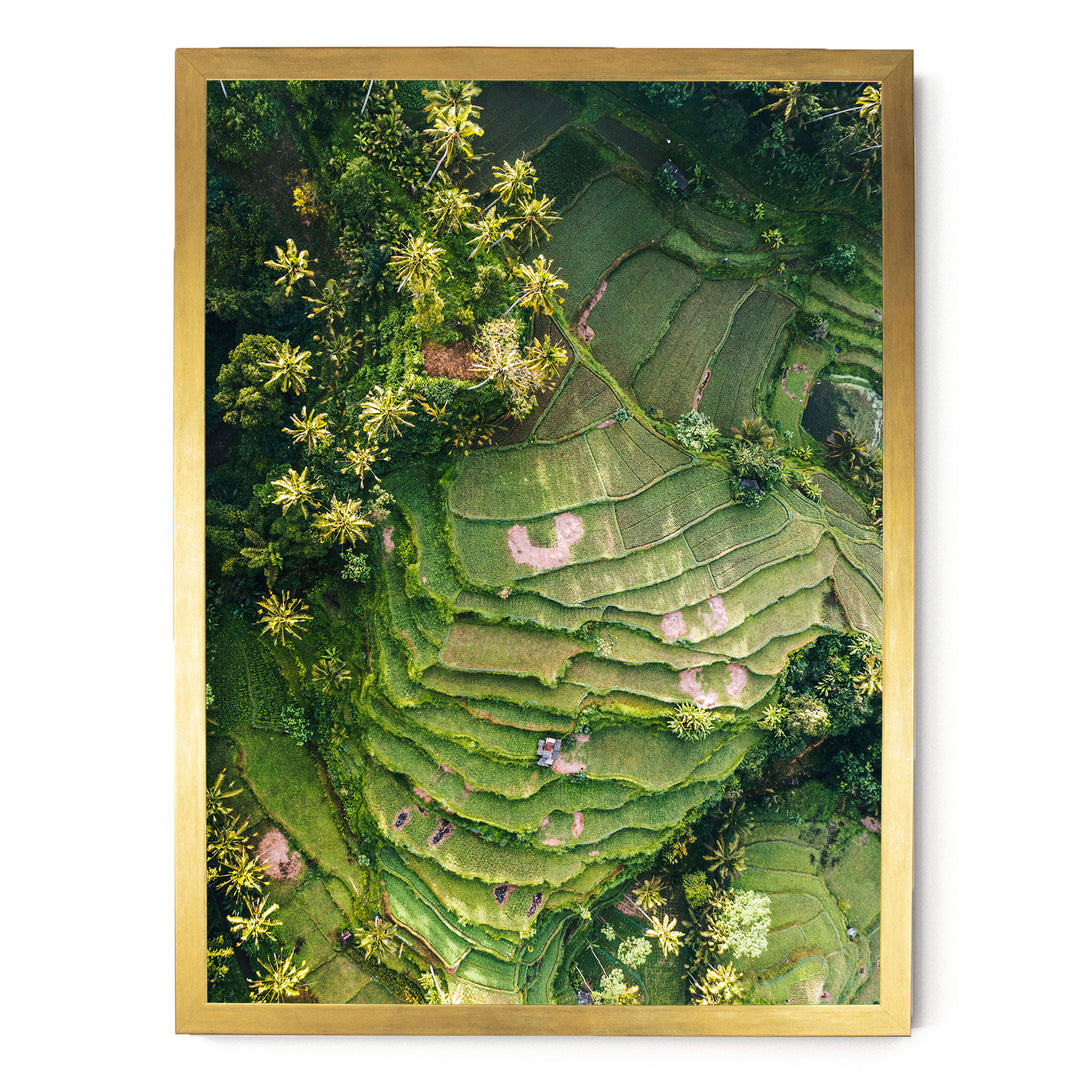 The image is an aerial view of a lush, green landscape with terraced fields and palm trees.