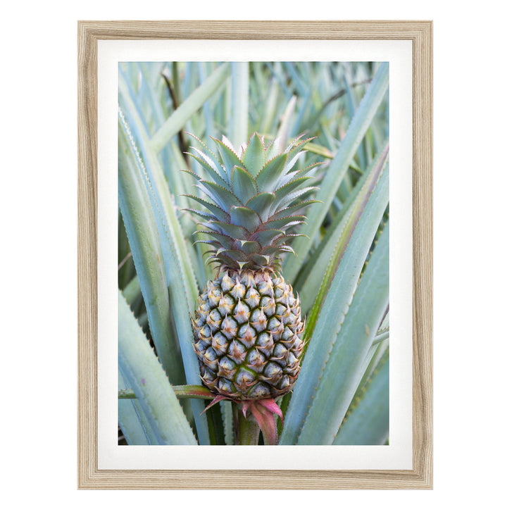 A pineapple plant with a large, vibrant green pineapple growing among the leaves.