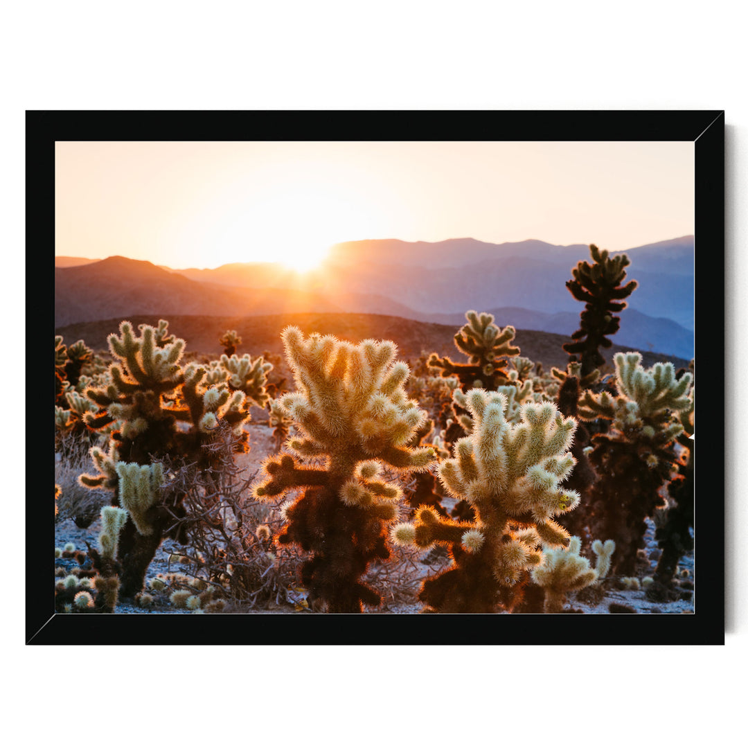 A desert landscape with a sunset in the background, featuring a variety of cacti and succulents.