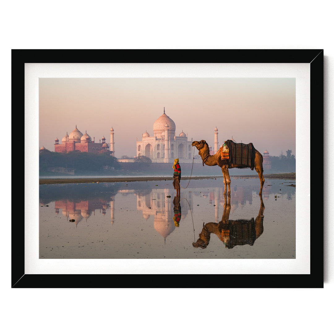 Camel at Taj Mahal, Agra, India – fine art print in a black frame with white mat