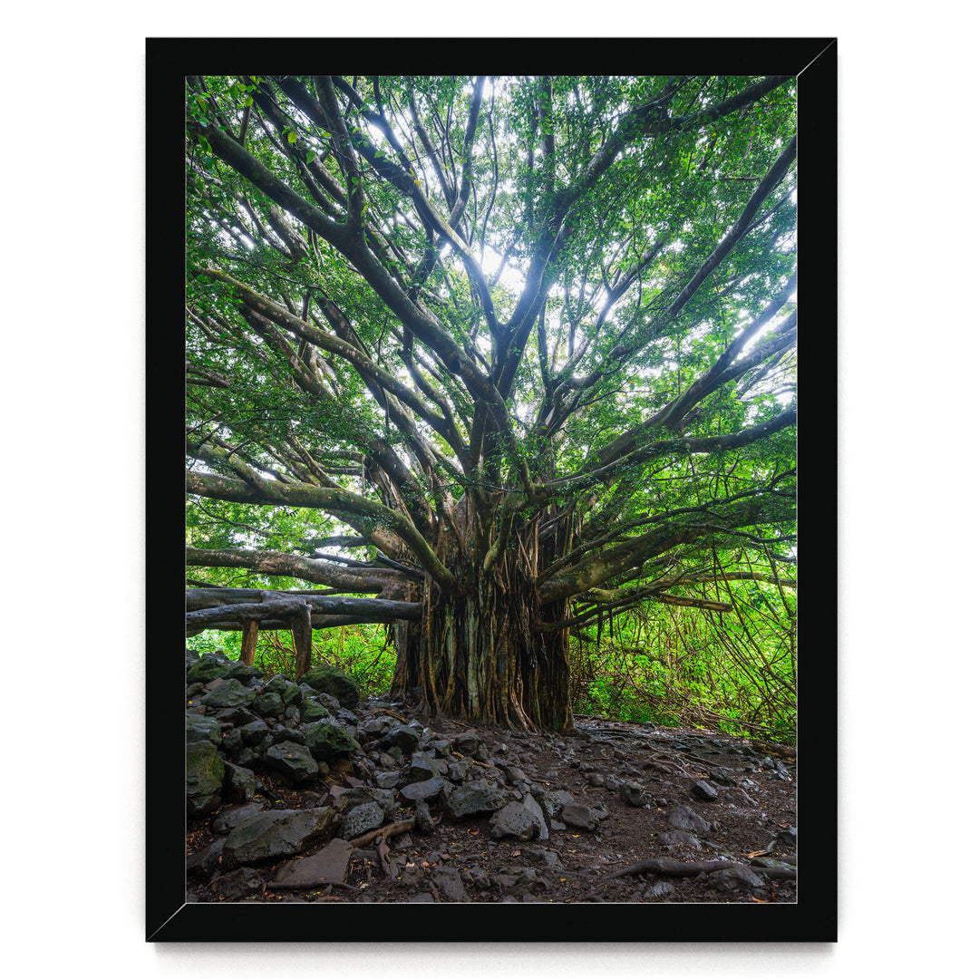 Banyan Tree, Maui, Hawaii – fine art print in a black frame, no mat
