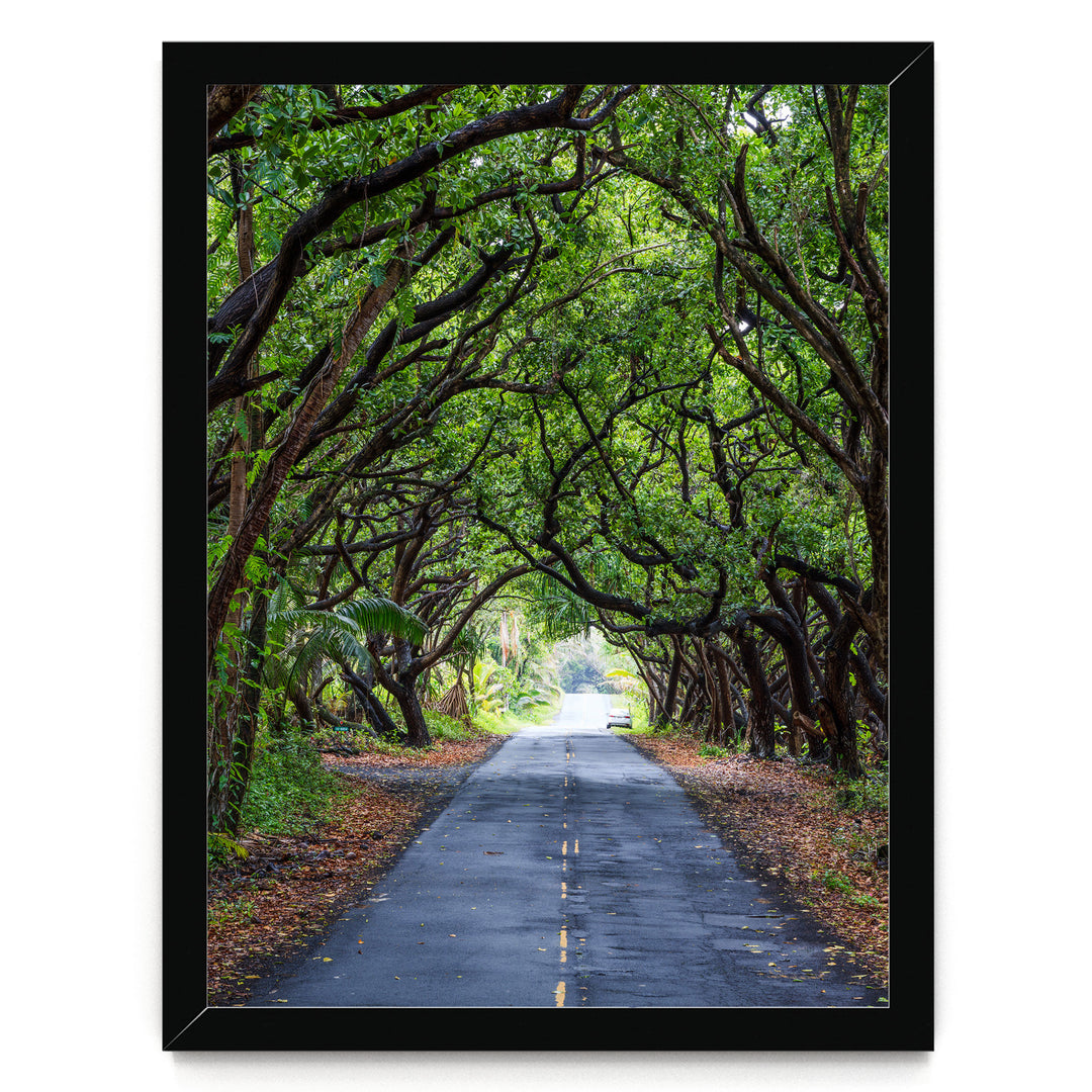 Tree Tunnel, Big Island, Hawaii – fine art print in a black frame, no mat