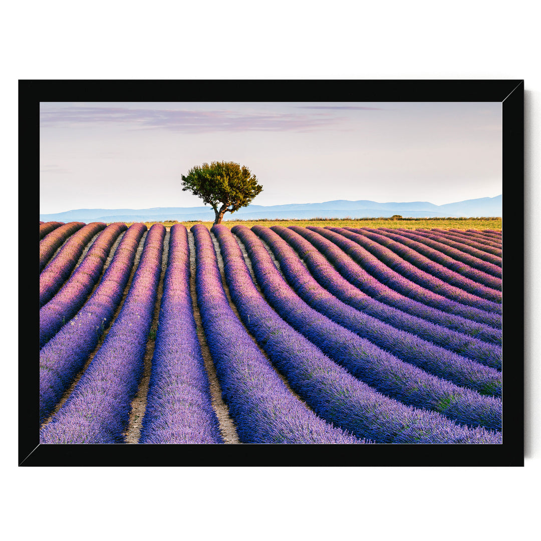 Lavender Fields, Provence I, France – fine art print in a black frame, no mat
