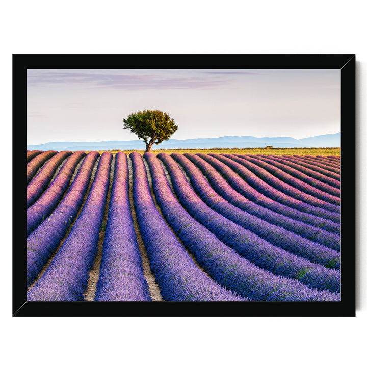 Lavender Fields, Provence I, France – fine art print in a black frame, no mat