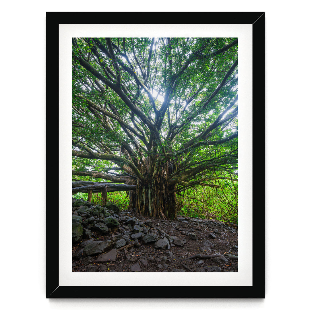 Banyan Tree, Maui, Hawaii – fine art print in a black frame with white mat
