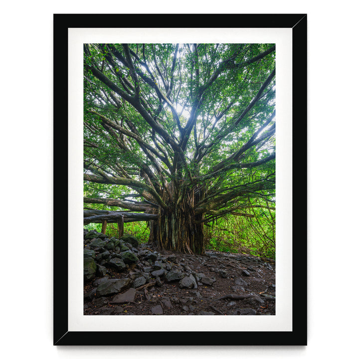 Banyan Tree, Maui, Hawaii – fine art print in a black frame with white mat