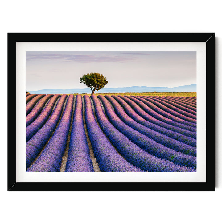 Lavender Fields, Provence I, France – fine art print in a black frame with white mat