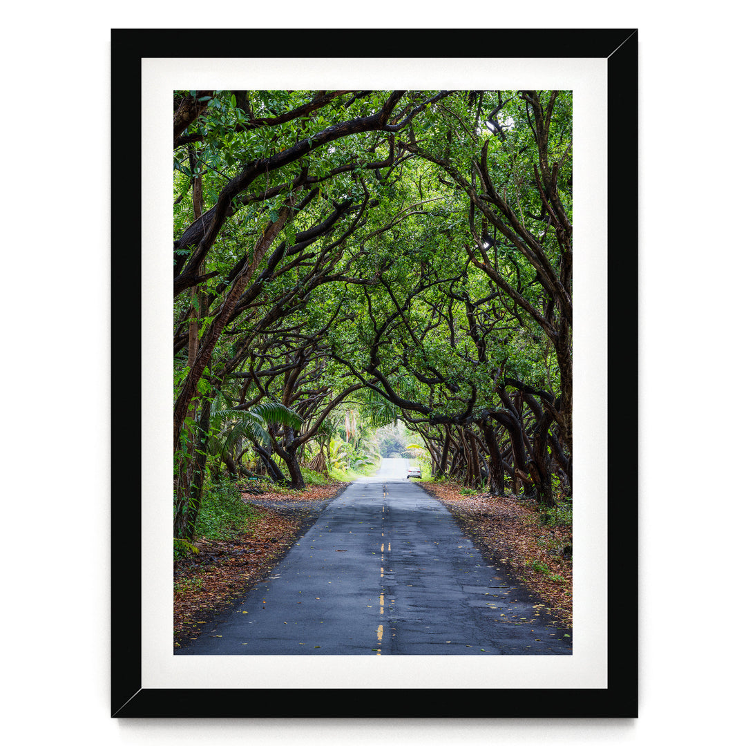 Tree Tunnel, Big Island, Hawaii – fine art print in a black frame with white mat