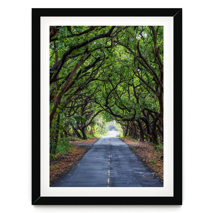 Tree Tunnel, Big Island, Hawaii – fine art print in a black frame with white mat