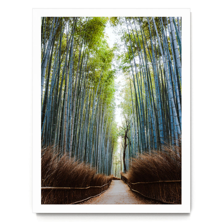 A path winds through a dense bamboo forest, with tall, slender stalks stretching out on either side. The path is surrounded by a grassy area, creating a serene and tranquil atmosphere.