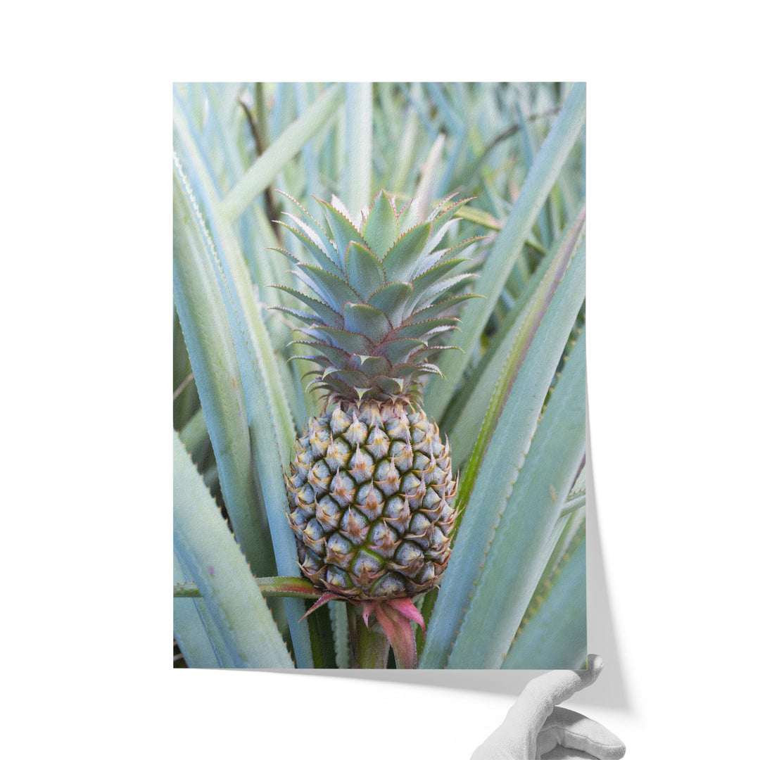 A pineapple plant with a large, vibrant pineapple growing among the green leaves.