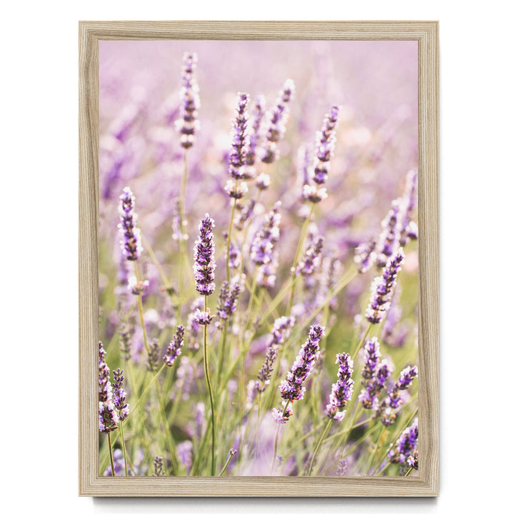 A field of lavender flowers in full bloom, with their delicate purple petals and green stems visible against a soft, blurred background.