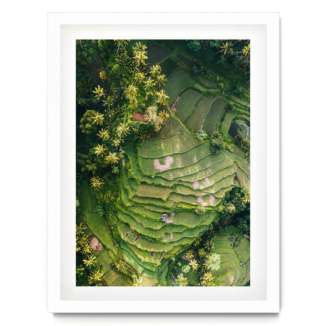 The image is an aerial view of a lush, green landscape with terraced fields and dense vegetation, including palm trees.