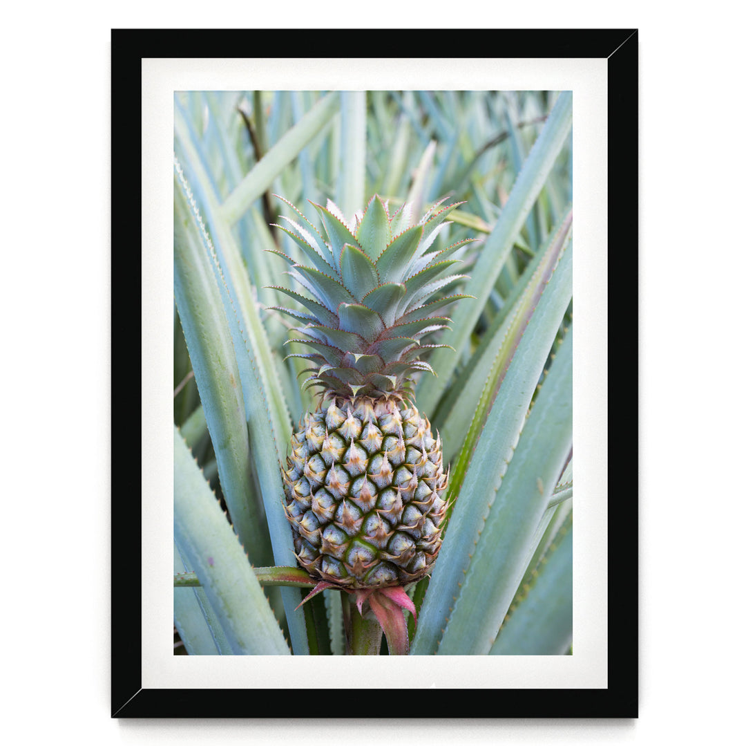 A pineapple plant with a large, vibrant green pineapple growing among the leaves.