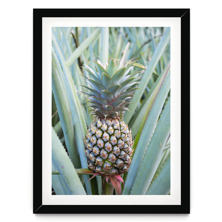 A pineapple plant with a large, vibrant green pineapple growing among the leaves.