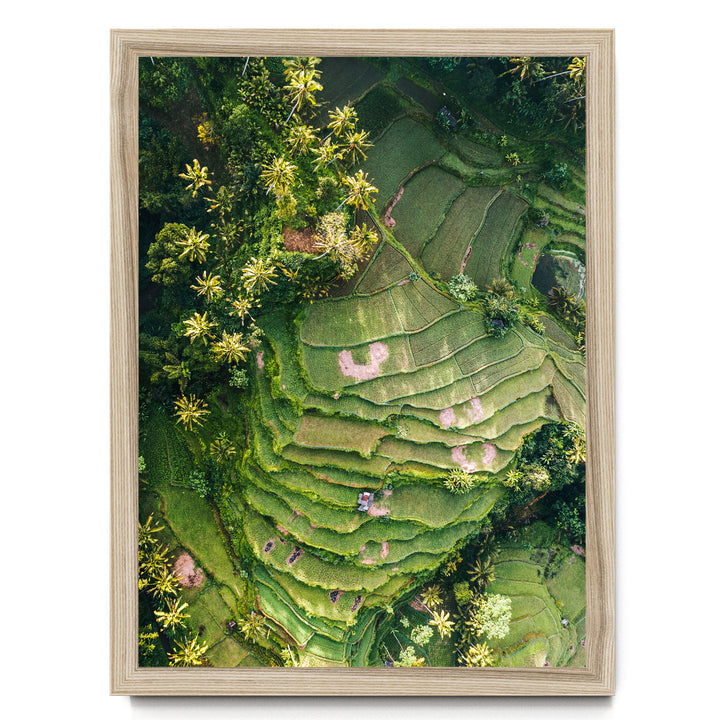 The image is an aerial view of a lush, green landscape with terraced fields and dense vegetation, including palm trees.