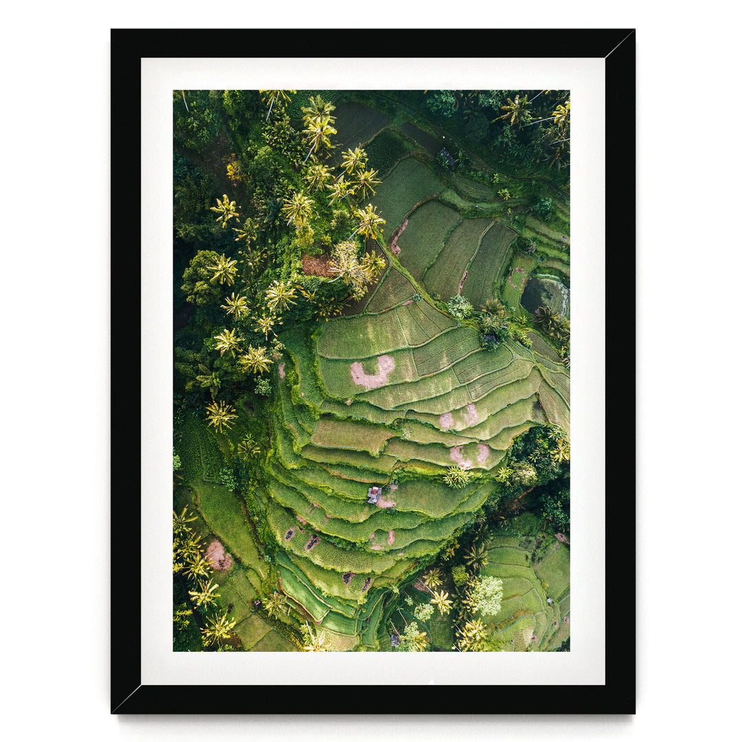 The image is an aerial view of a lush, green landscape with terraced fields and dense vegetation, including palm trees.
