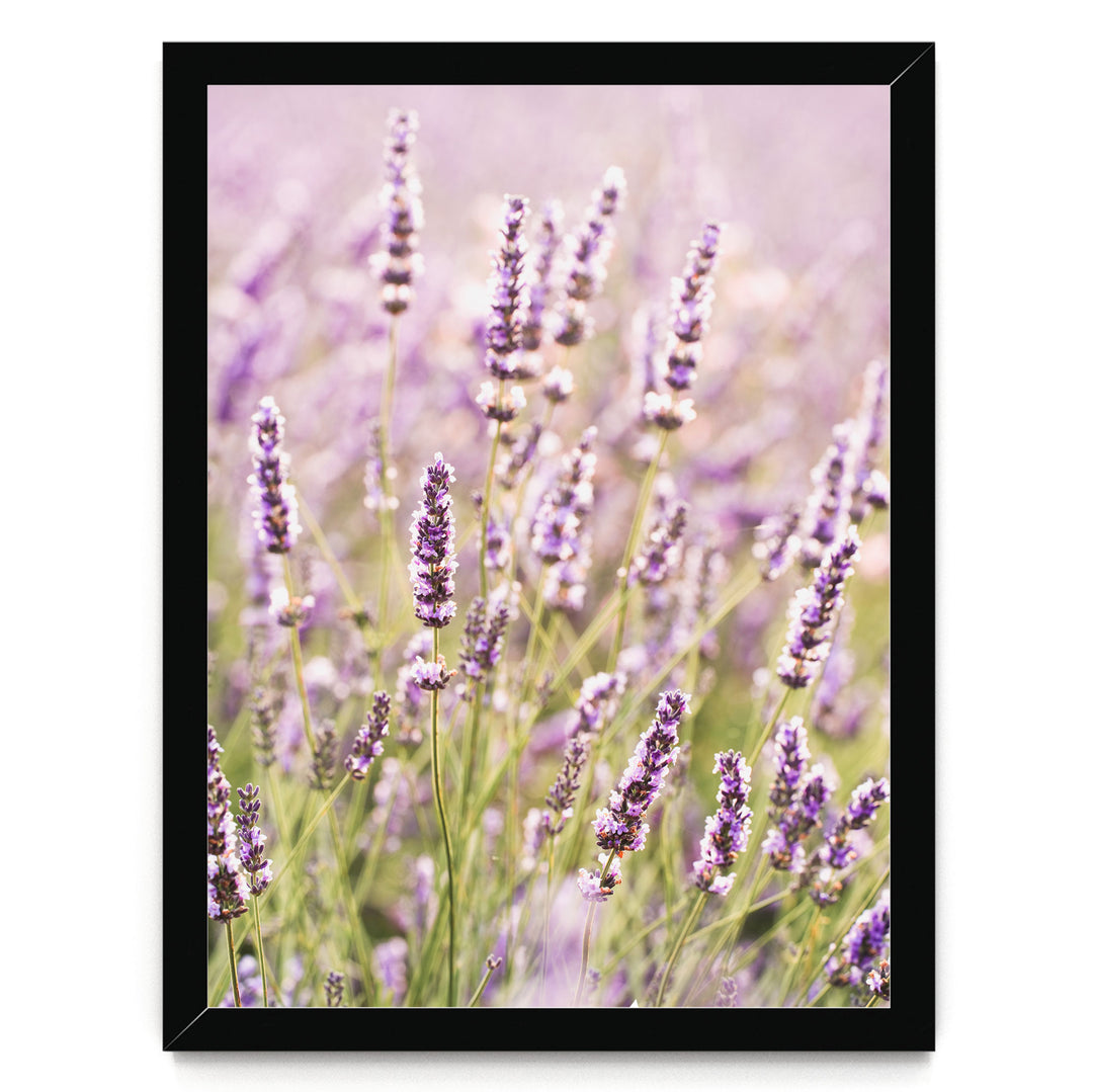 A field of lavender flowers in full bloom, with their delicate purple and white petals creating a beautiful and serene landscape.