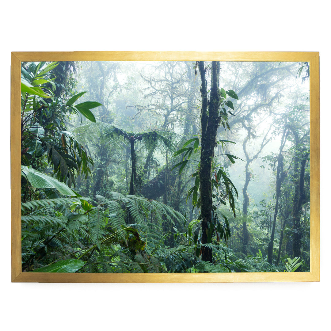 a dense, lush forest with towering trees and a thick canopy of green foliage.
