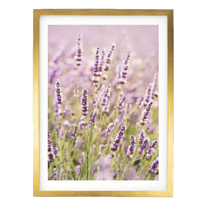 A close-up view of a field of lavender flowers in full bloom, with their delicate purple and white petals creating a beautiful and vibrant floral display.