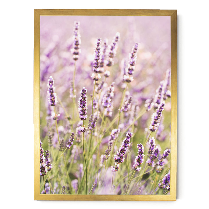 A field of lavender flowers in full bloom, with their delicate purple petals and green stems visible against a soft, blurred background.