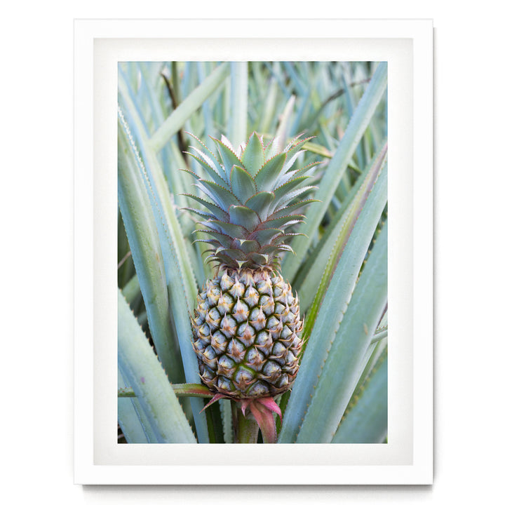 A pineapple plant with a large, vibrant green pineapple growing among the leaves.