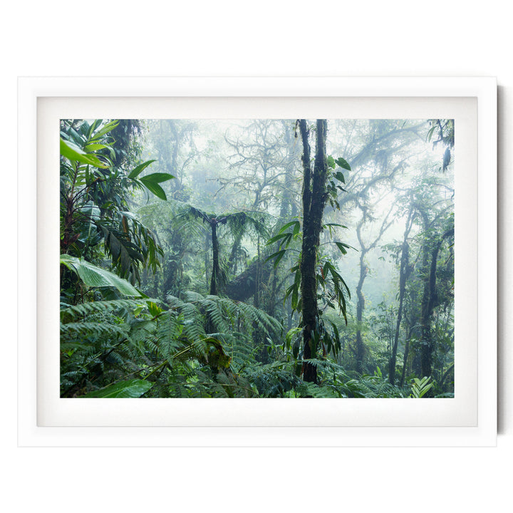 A lush, verdant forest with towering trees and dense foliage, creating a serene and tranquil natural scene.