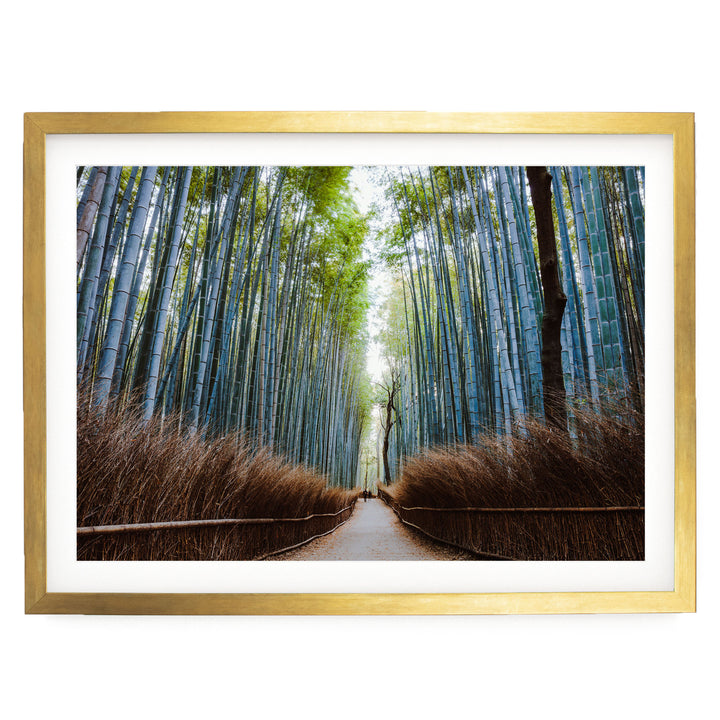 Bamboo Forest, Kyoto I, Japan – fine art print in a gold frame with white mat