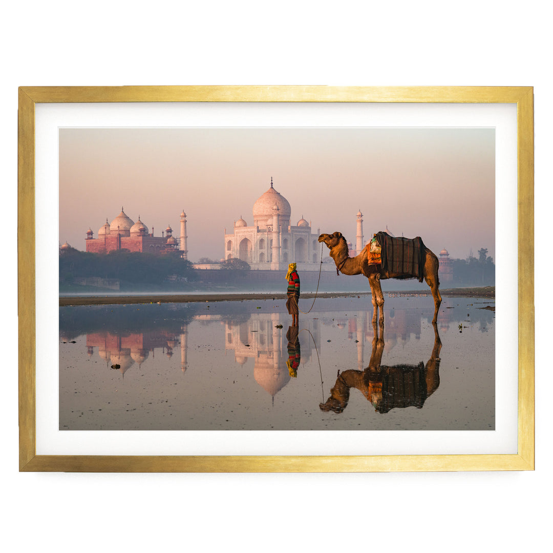 Camel at Taj Mahal, Agra, India – fine art print in a gold frame with white mat