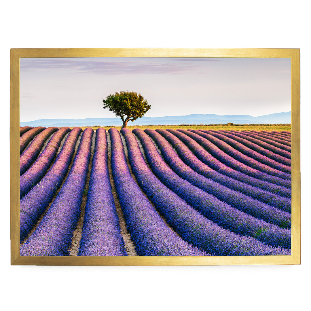 Lavender Fields, Provence I, France – fine art print in a gold frame, no mat