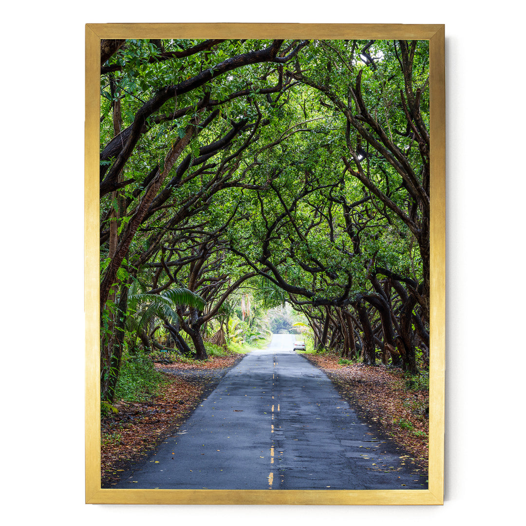 Tree Tunnel, Big Island, Hawaii – fine art print in a gold frame, no mat