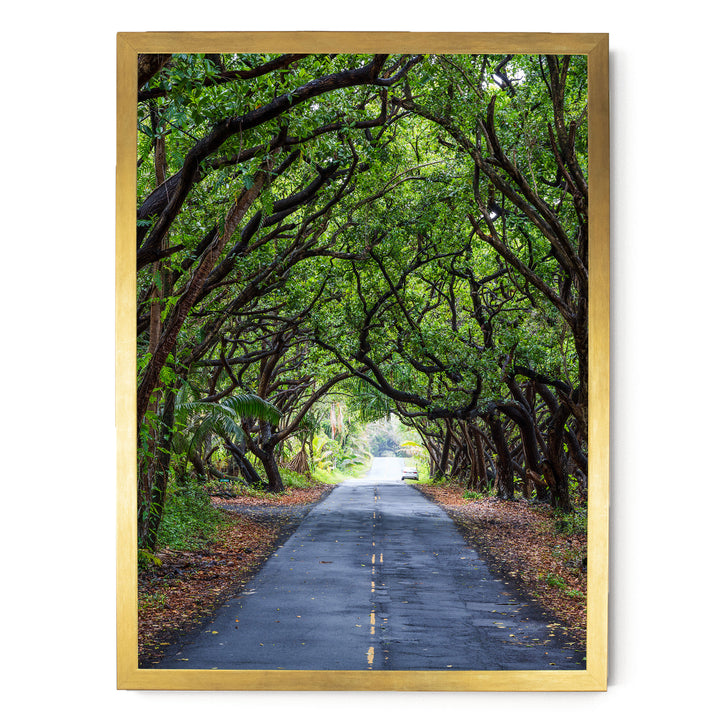 Tree Tunnel, Big Island, Hawaii – fine art print in a gold frame, no mat