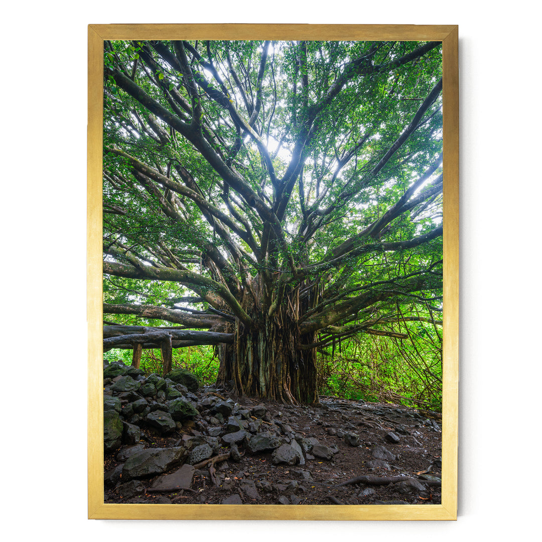 Banyan Tree, Maui, Hawaii – fine art print in a gold frame, no mat