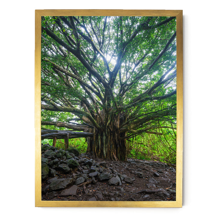 Banyan Tree, Maui, Hawaii – fine art print in a gold frame, no mat
