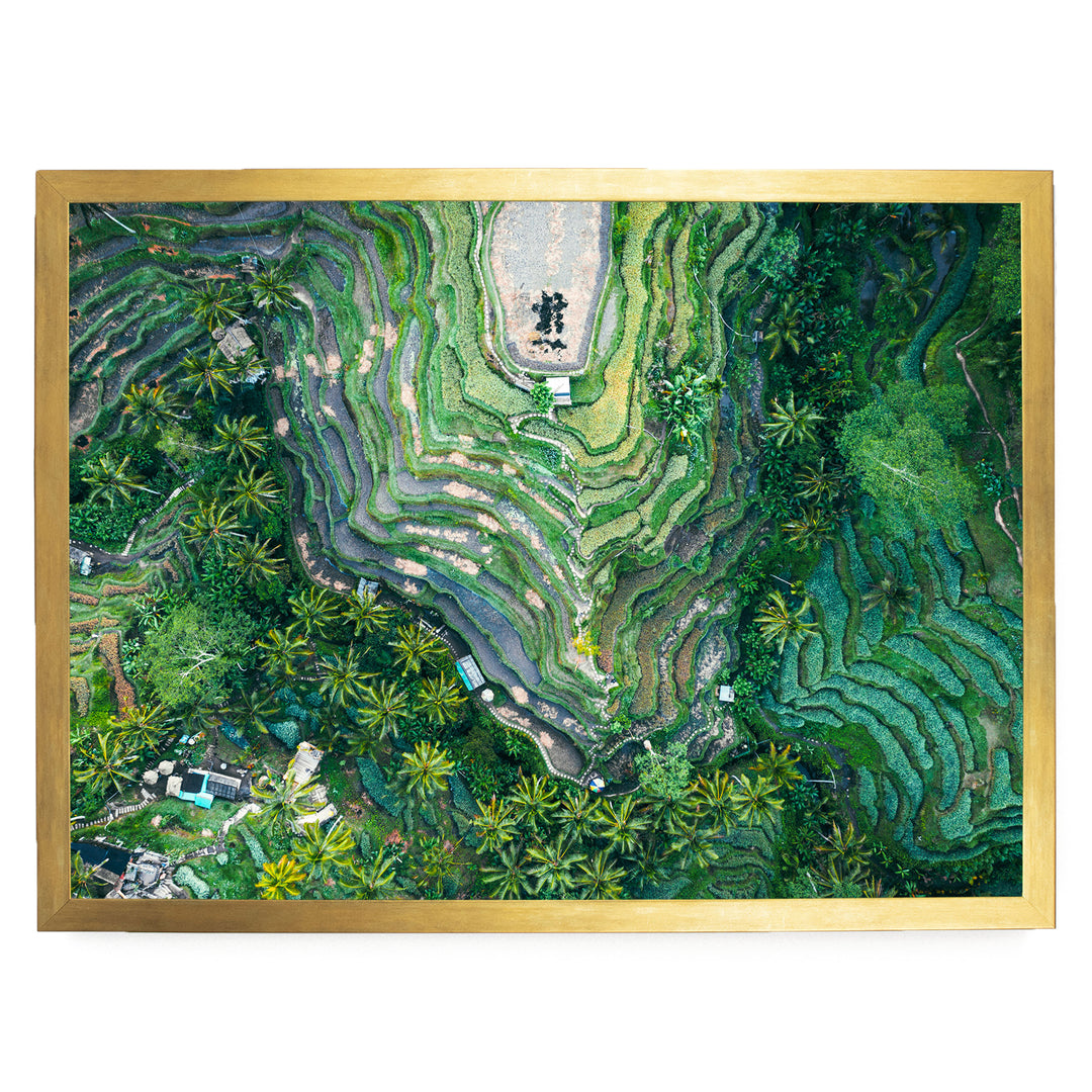 Rice Paddy, Bali I, Indonesia – fine art print in a gold frame, no mat
