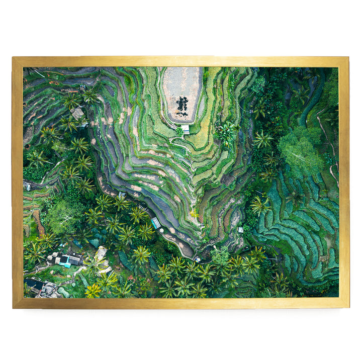 Rice Paddy, Bali I, Indonesia – fine art print in a gold frame, no mat