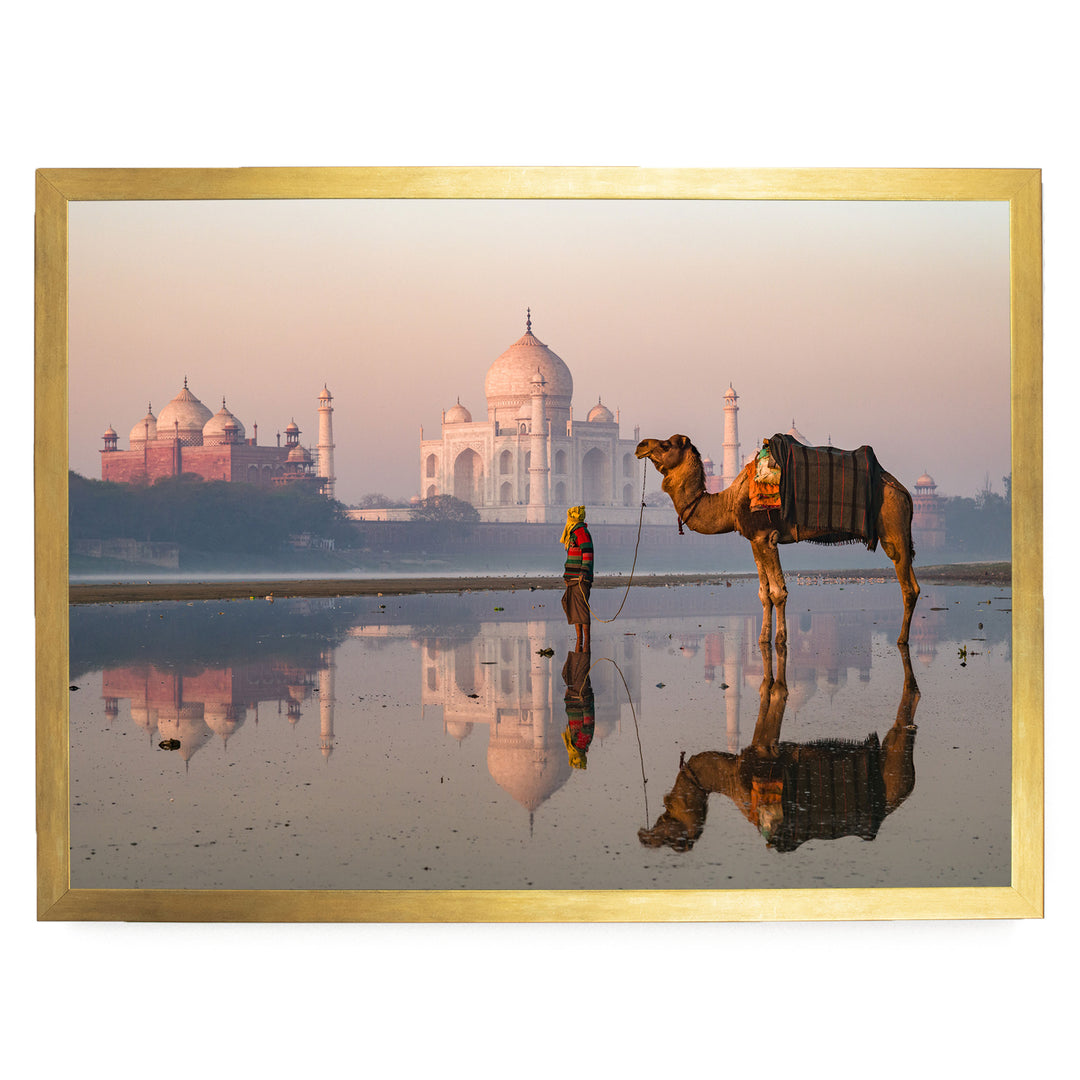 Camel at Taj Mahal, Agra, India – fine art print in a gold frame, no mat