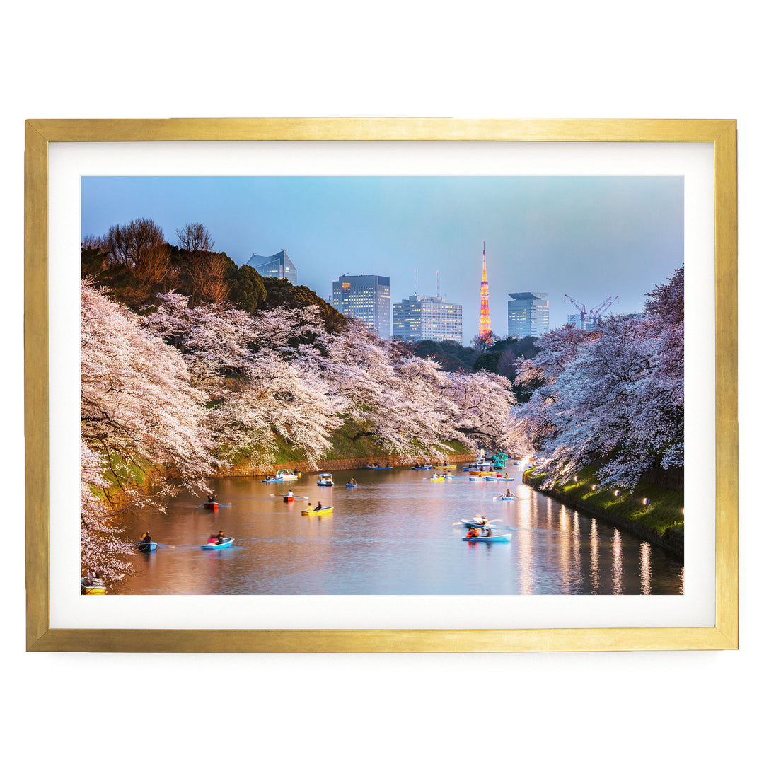 Cherry Blossoms in Tokyo, Japan – fine art print in a gold frame with white mat