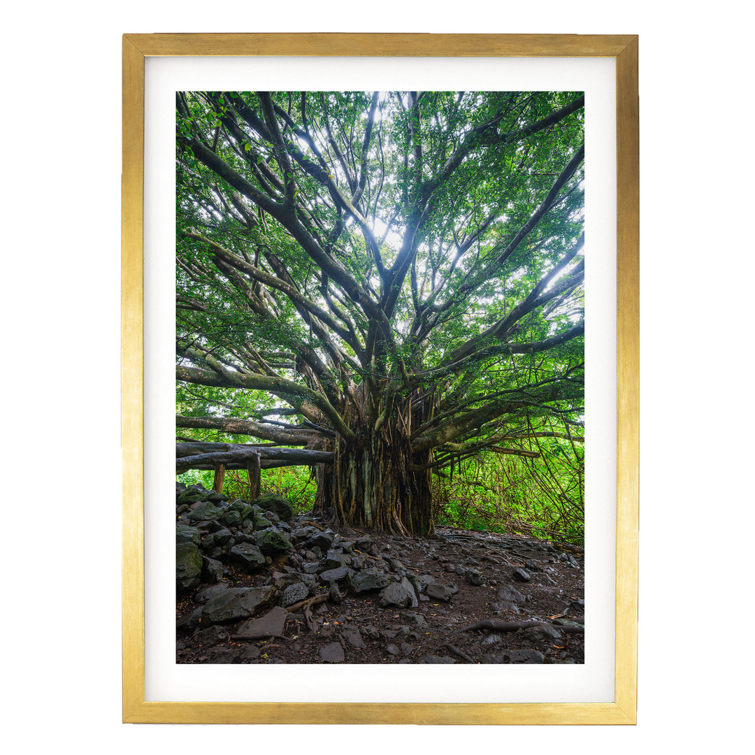 Banyan Tree, Maui, Hawaii – fine art print in a gold frame with white mat