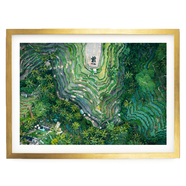 Rice Paddy, Bali I, Indonesia – fine art print in a gold frame with white mat