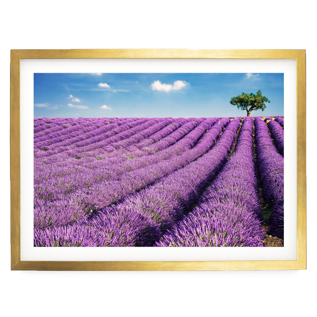 Summer in Provence, France – fine art print in a gold frame with white mat