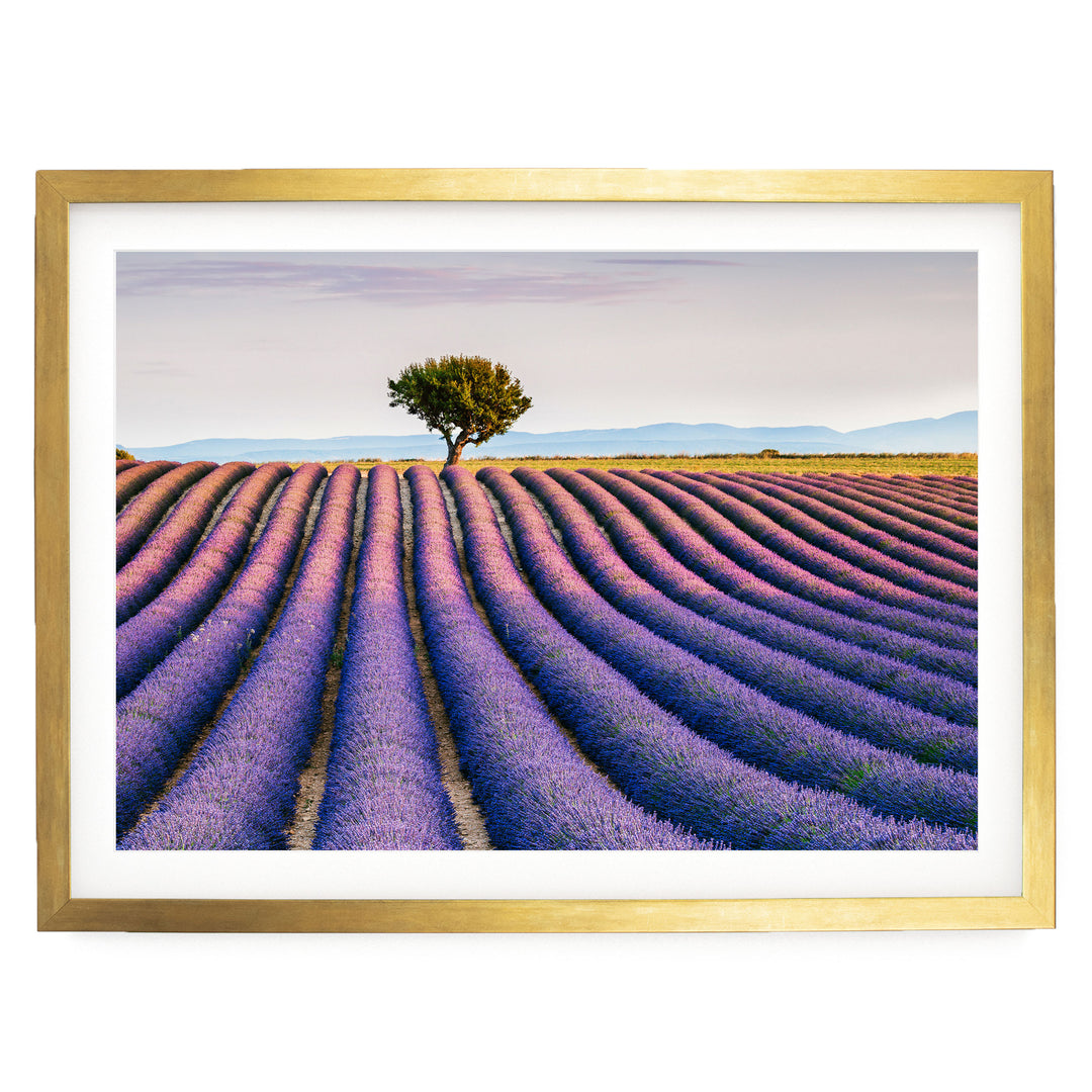 Lavender Fields, Provence I, France – fine art print in a gold frame with white mat