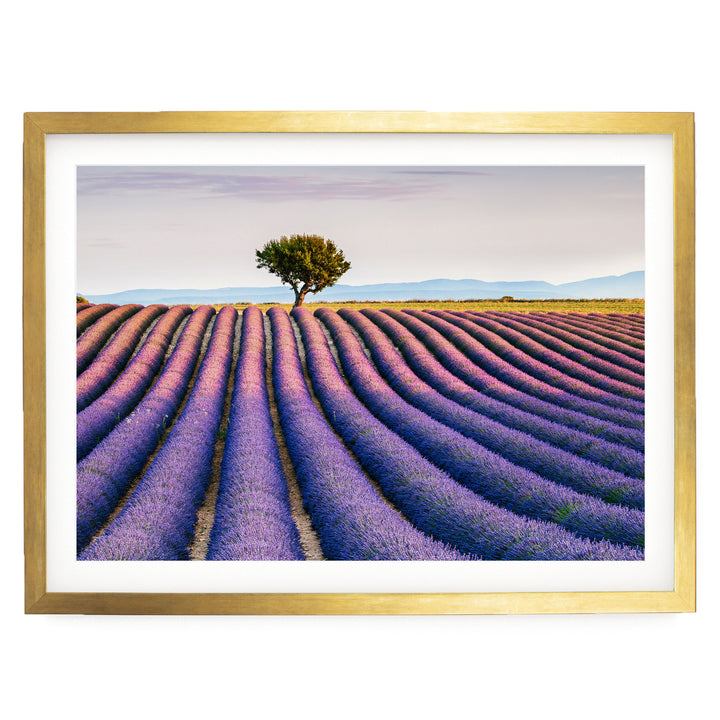 Lavender Fields, Provence I, France – fine art print in a gold frame with white mat