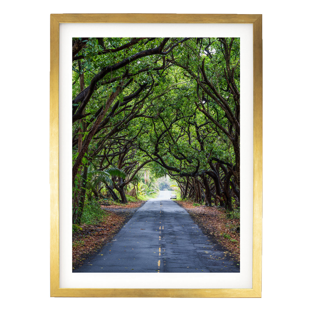 Tree Tunnel, Big Island, Hawaii – fine art print in a gold frame with white mat